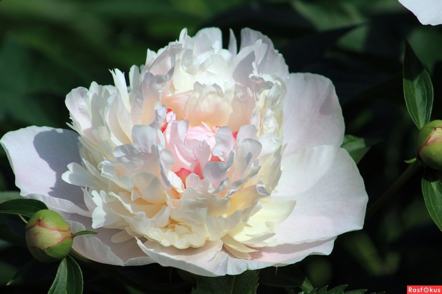 Пион Мэдилон