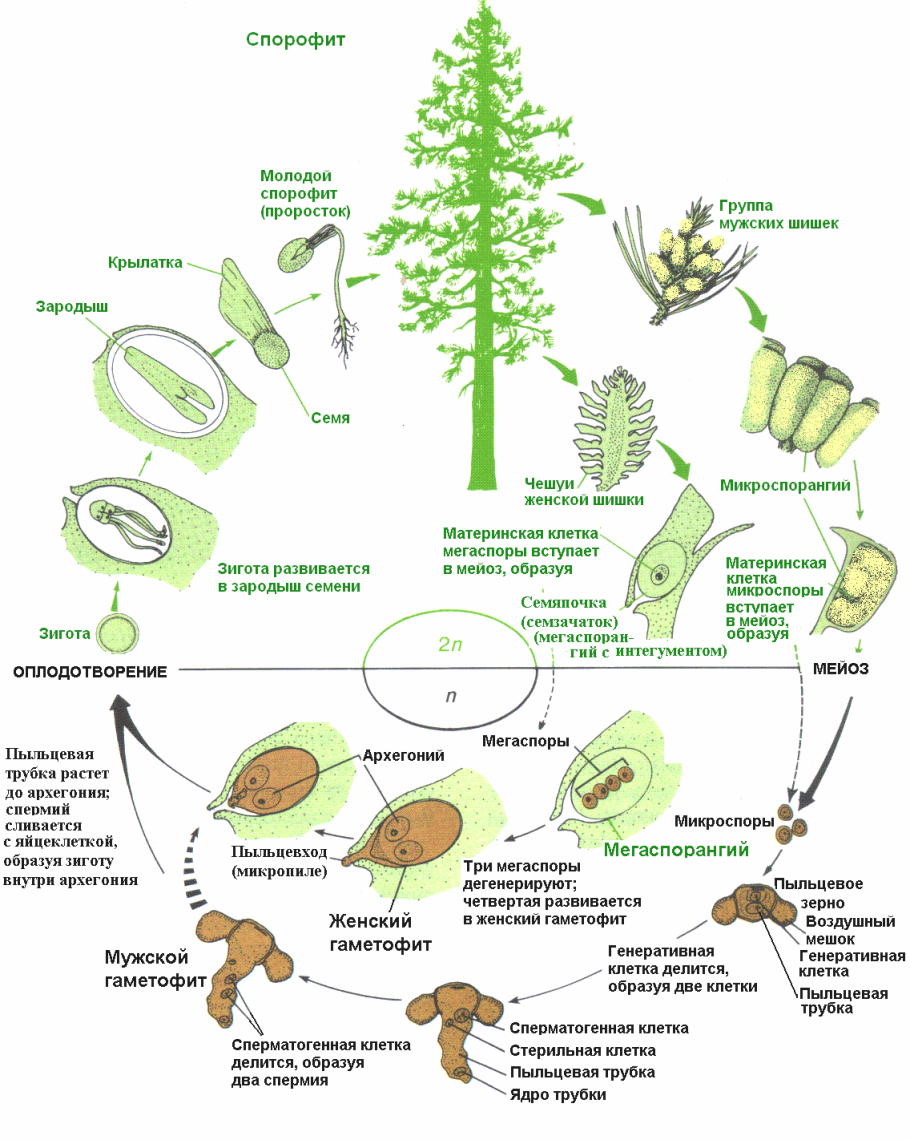 Embryophyta жизненный цикл