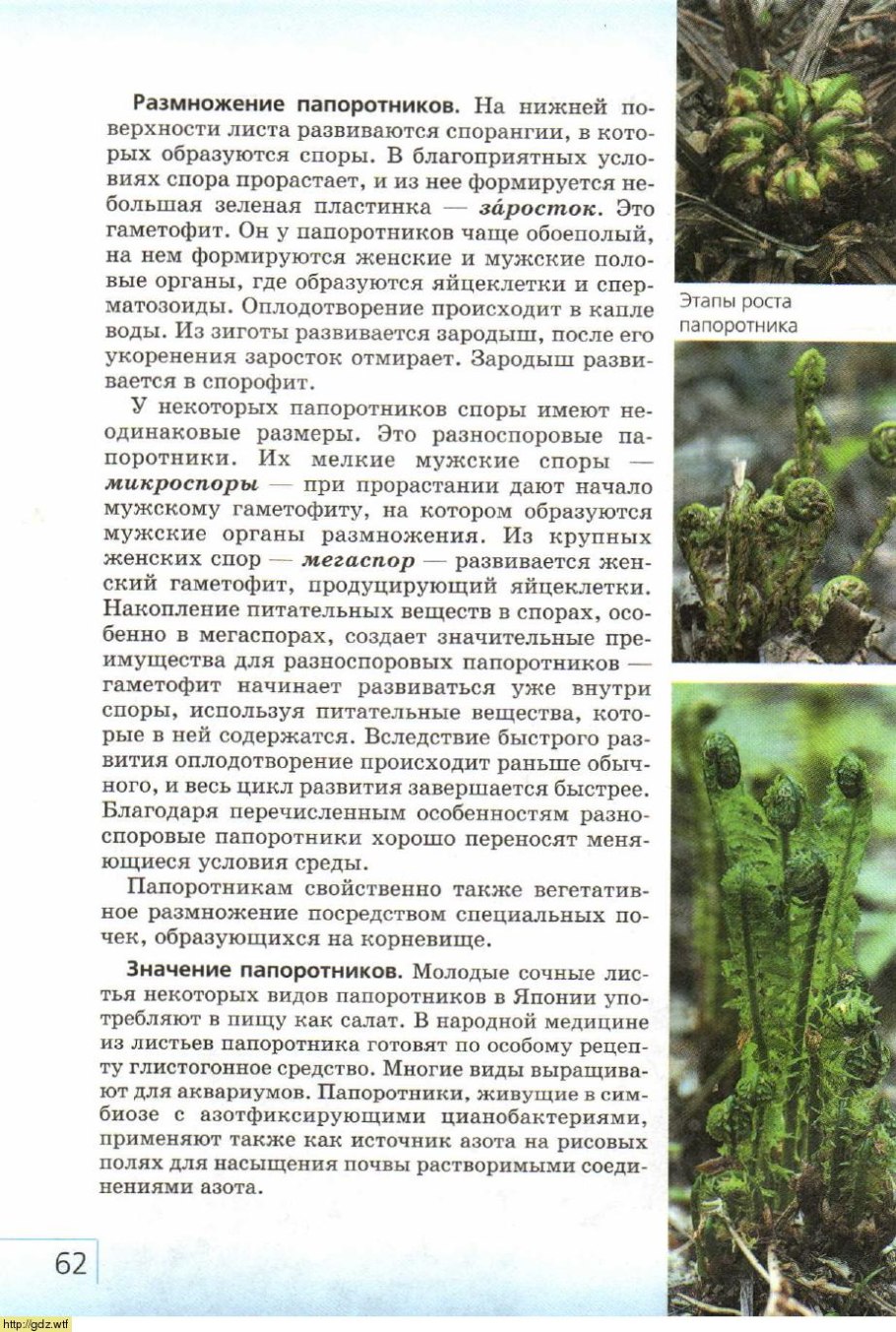 Заросток орляка