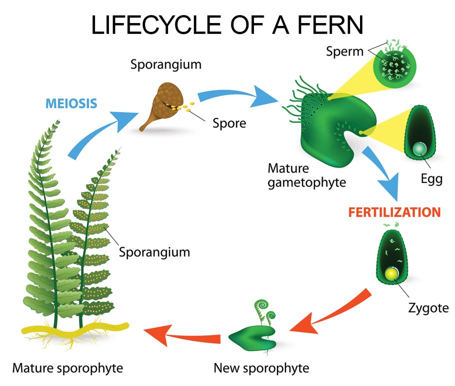 Fern Life Cycle