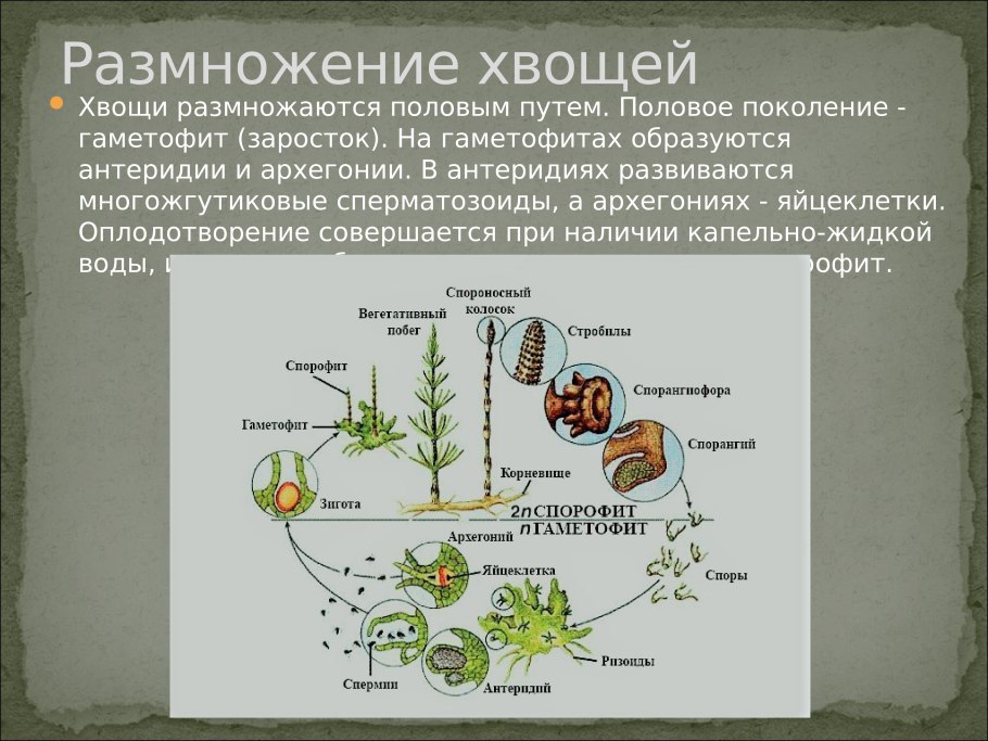 Строение споры папоротника схема