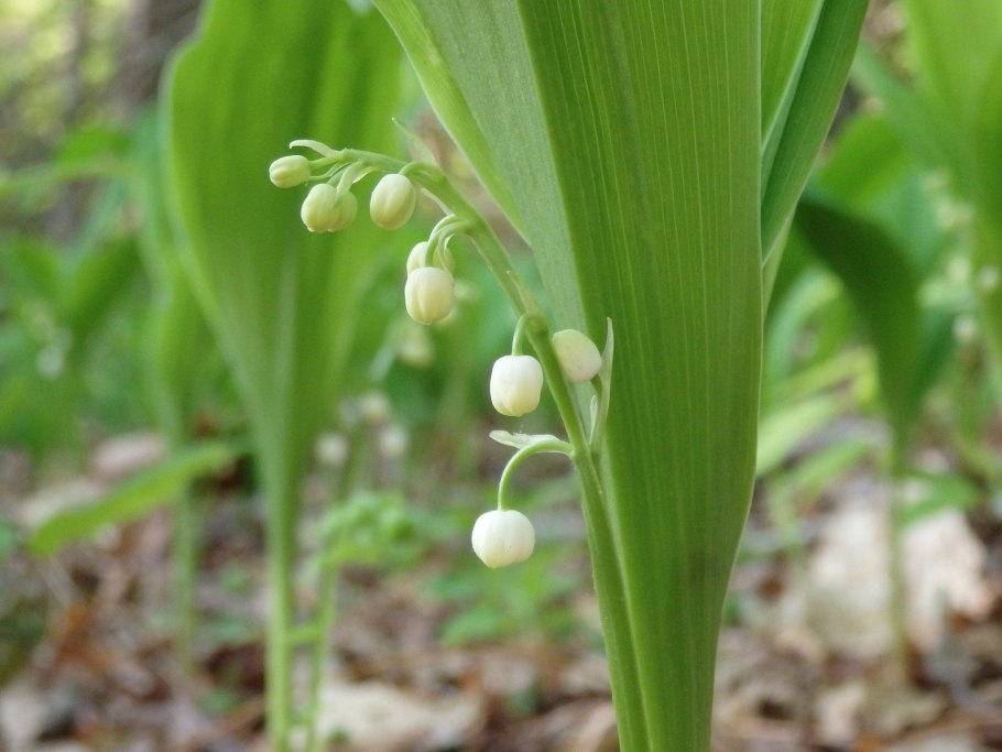Ландыш Майский (Convallaria Majalis l.)