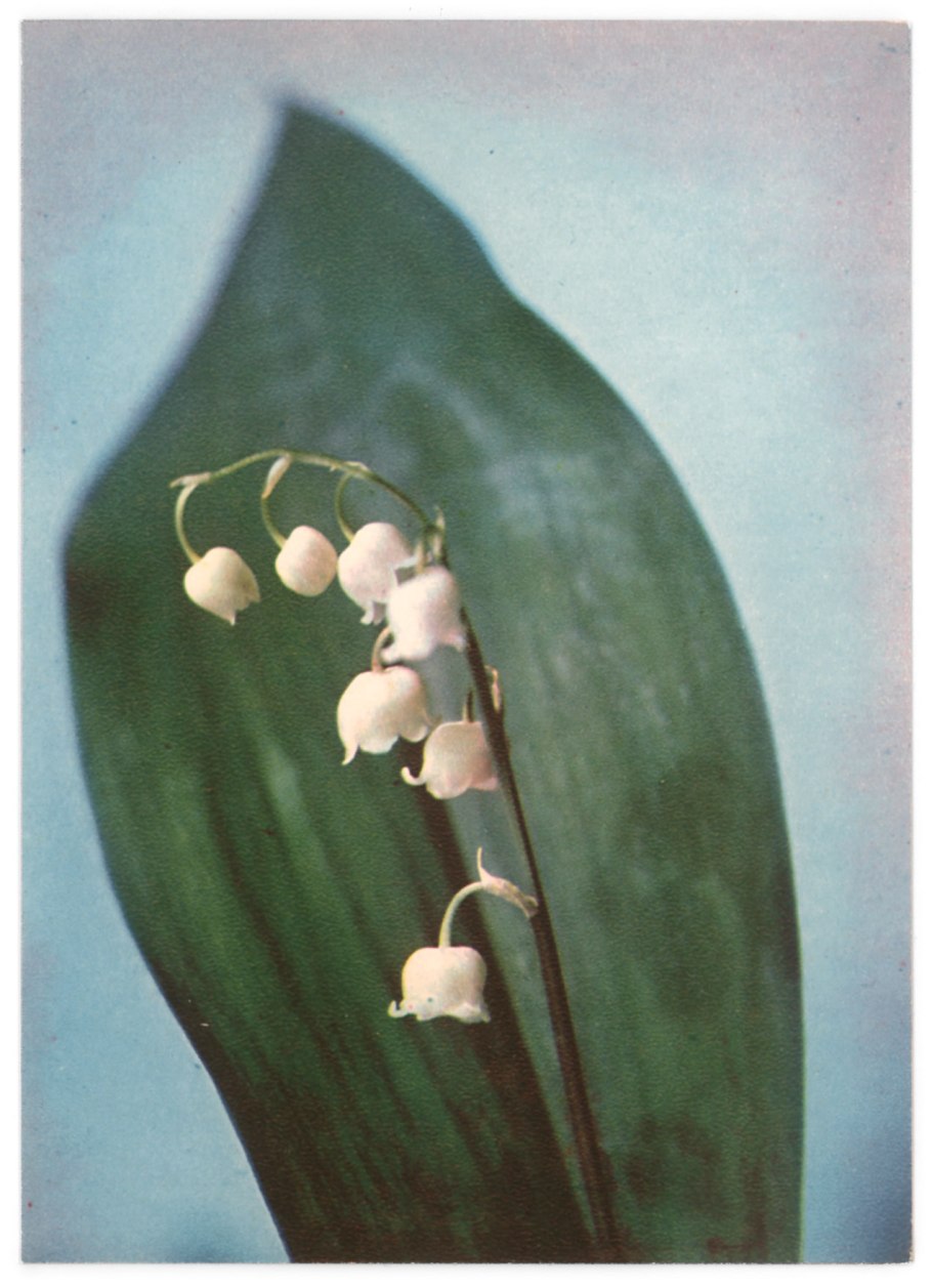 Ландыш Майский Альбостриата