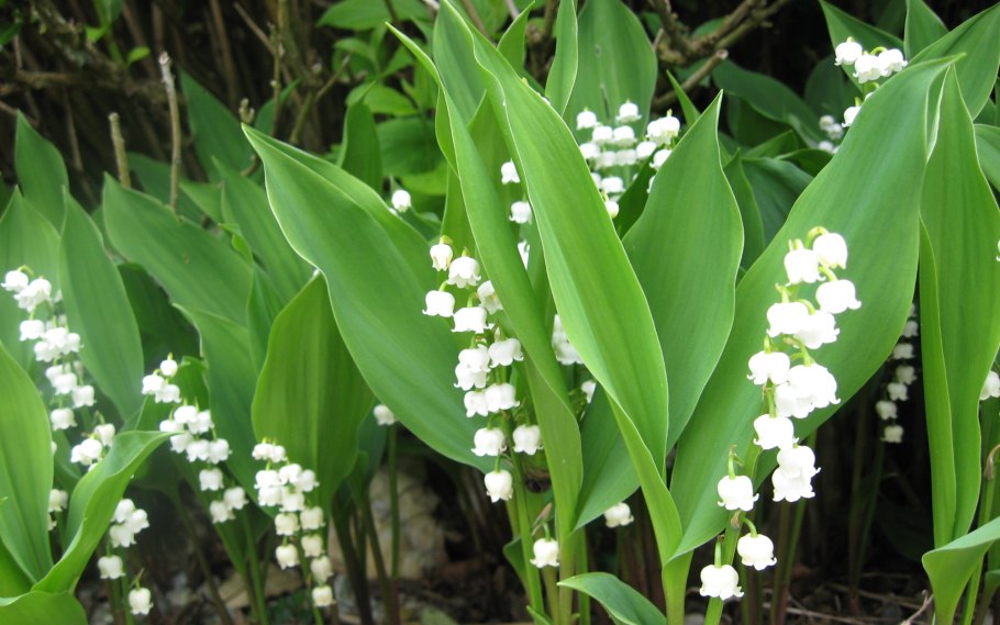 Ландыш Майский Лилейные