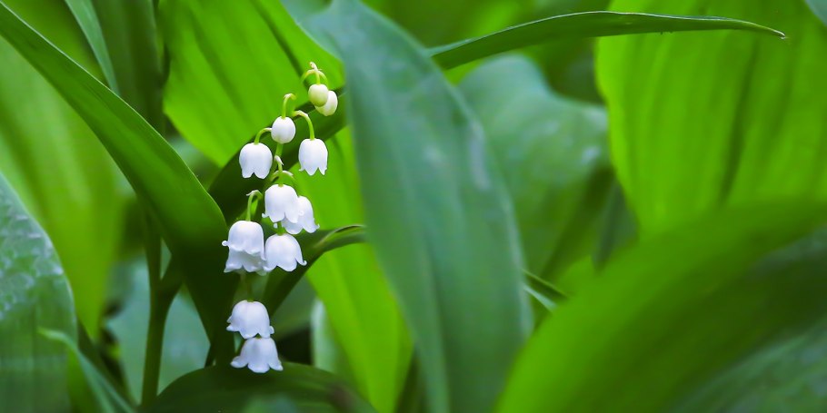Ландыш Майский Розеа Convallaria Majalis rosea
