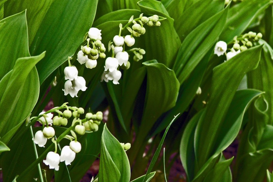 Ландыш Майский