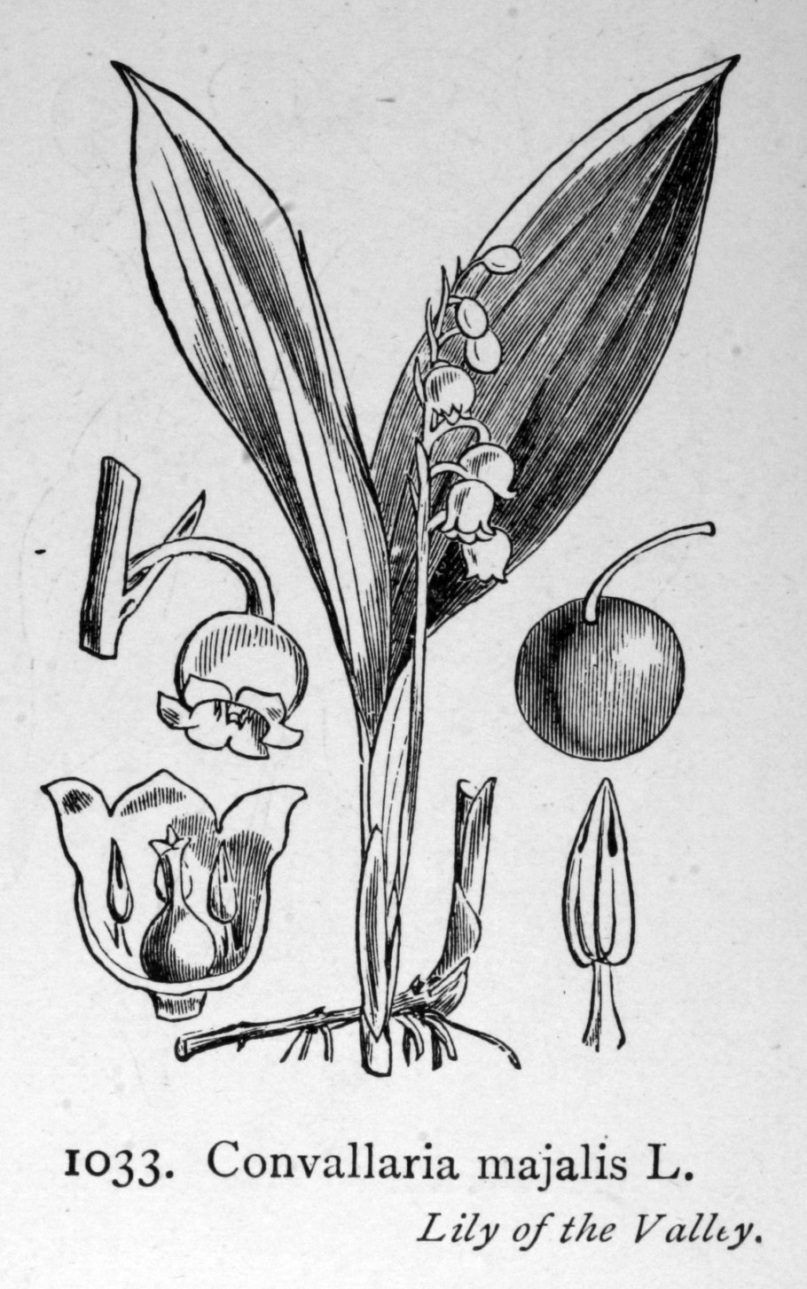 Ландыш Майский на белом фоне