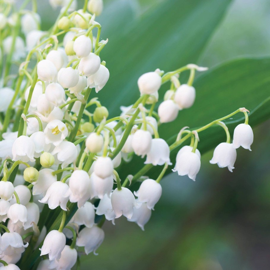 Ландыши простым карандашом