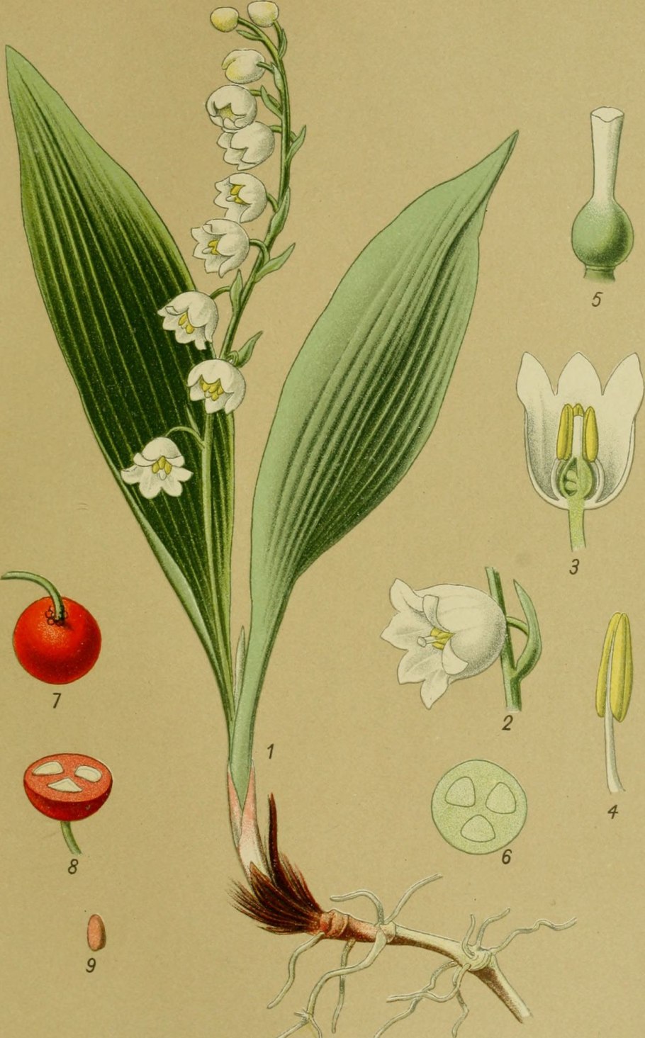 Душистые Ландыши