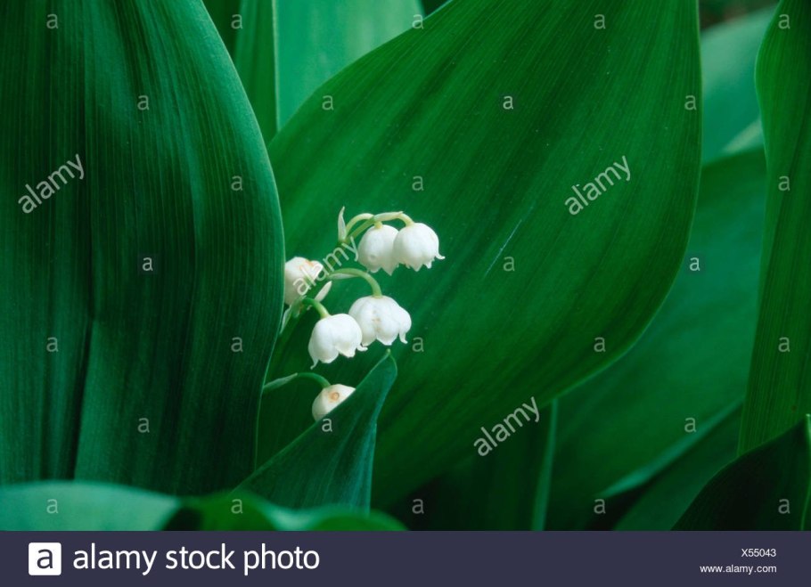 Редкие растения Ландыш Майский