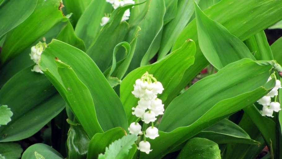 Ландыш Майский соцветие