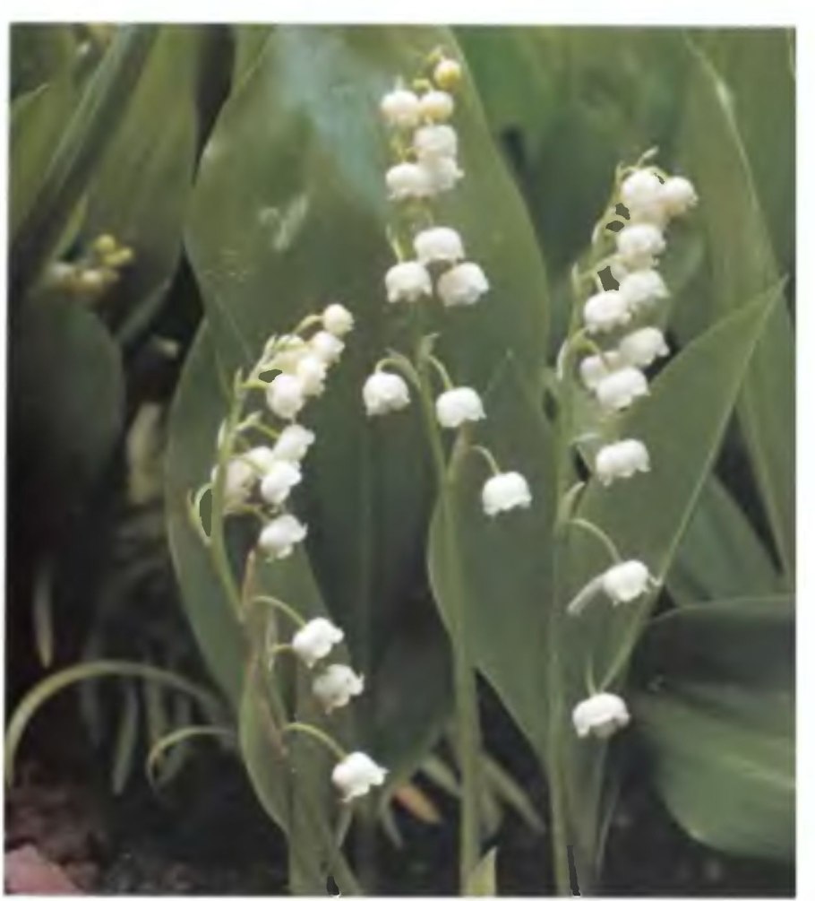 Ландыш Майский ядовитый