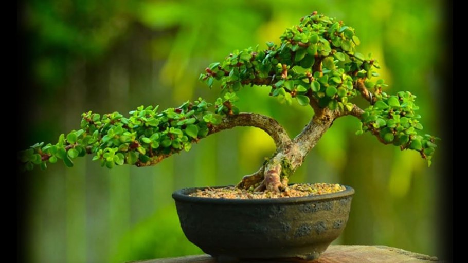 Японские Карликовые деревья бонсай