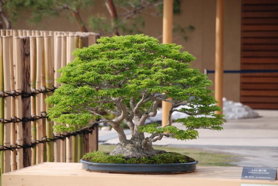 Банзай китайское дерево