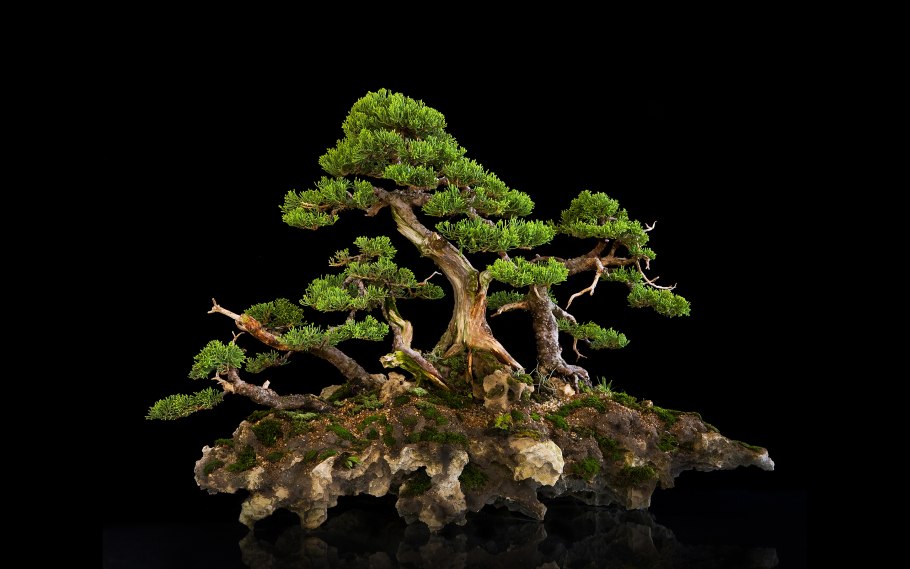 Бонсай кабудати