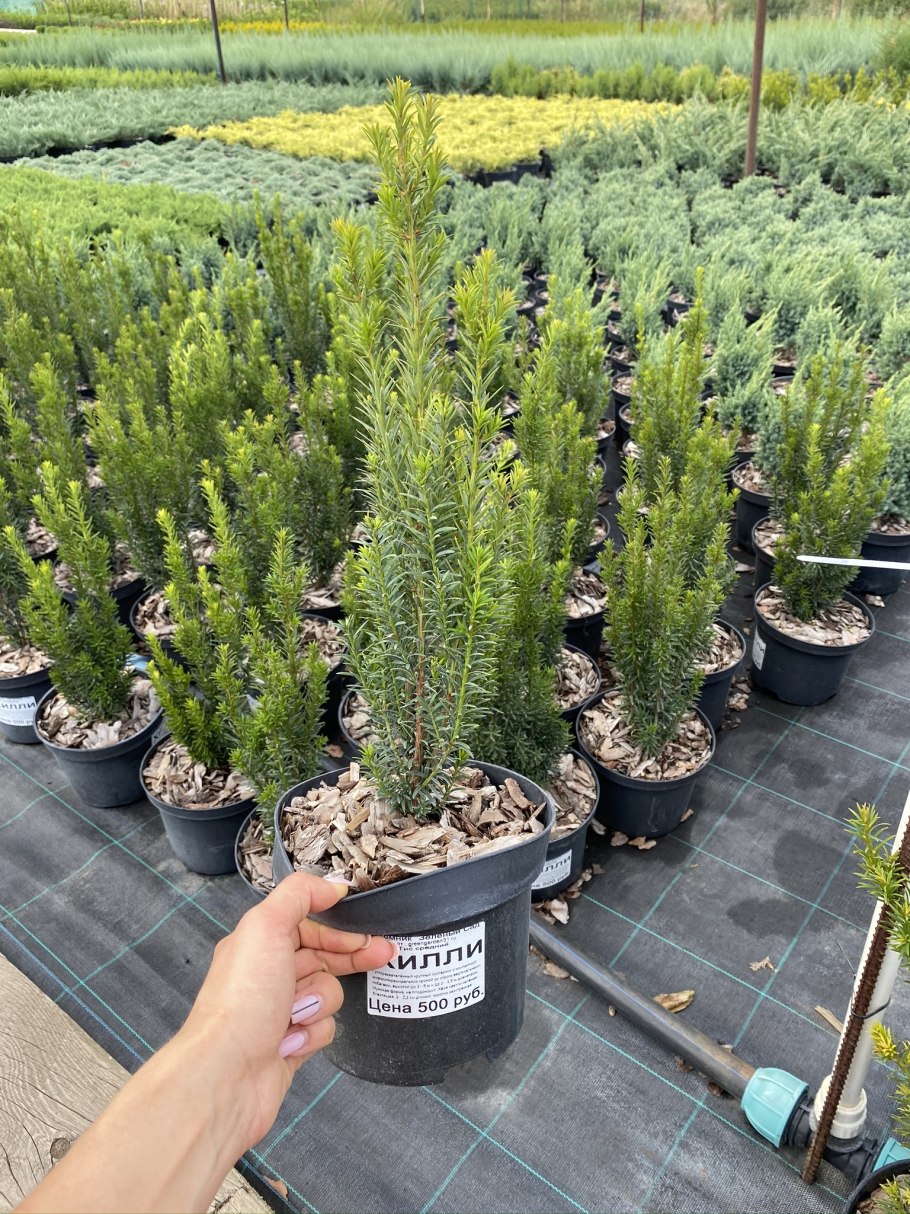 Тисс baccata Hicksii