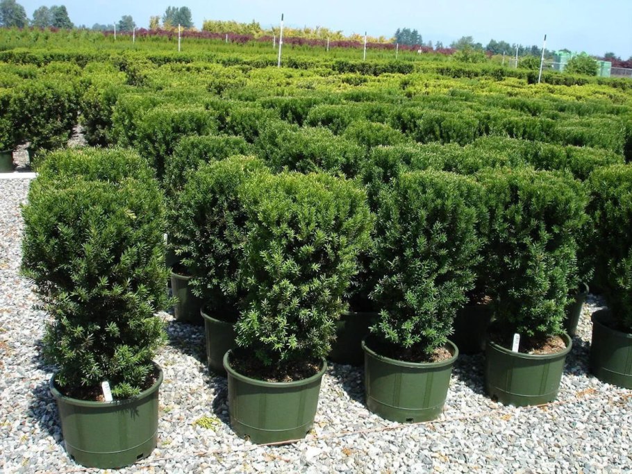 Тисс Taxus Media Hillii