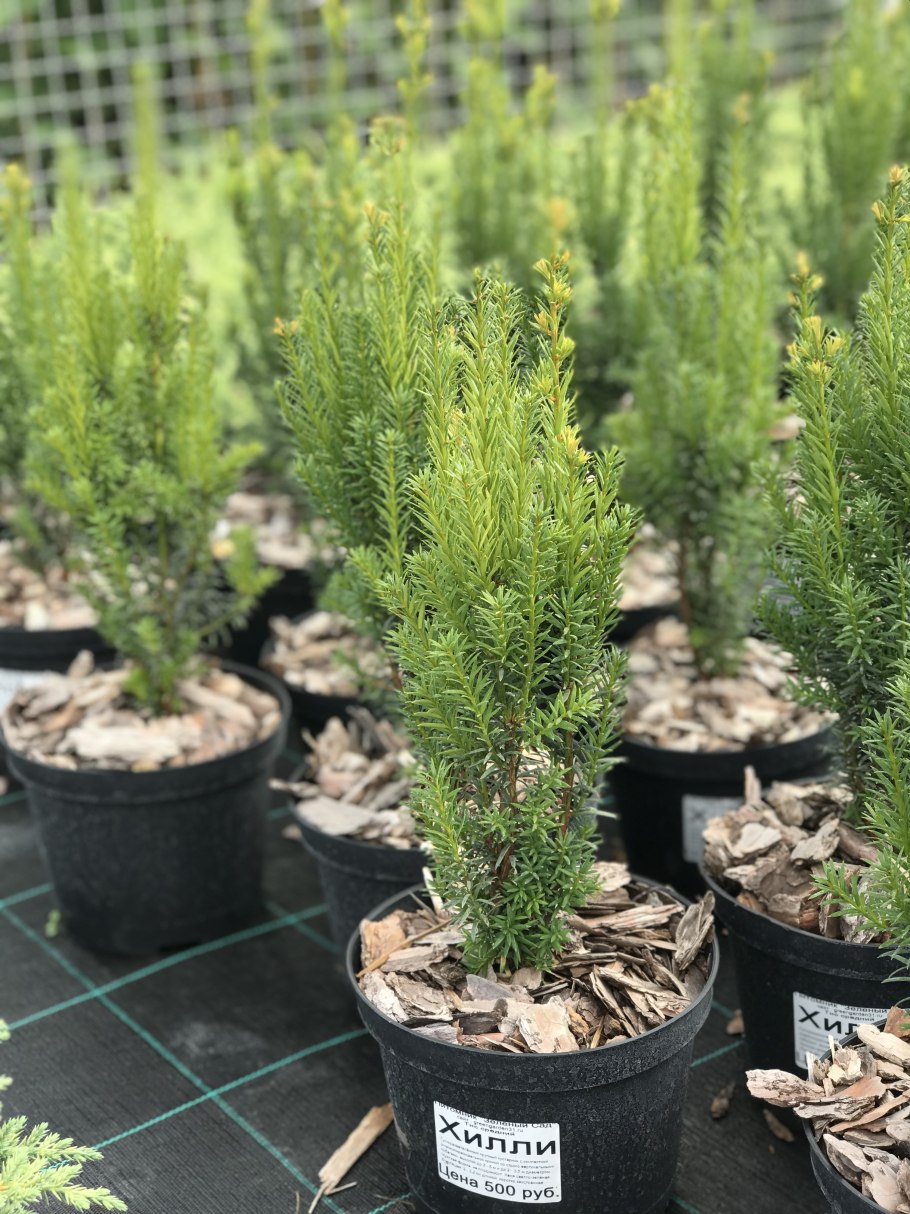 Можжевельник Флореант