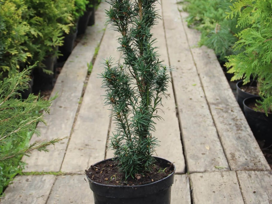Тисс Taxus Media Hillii