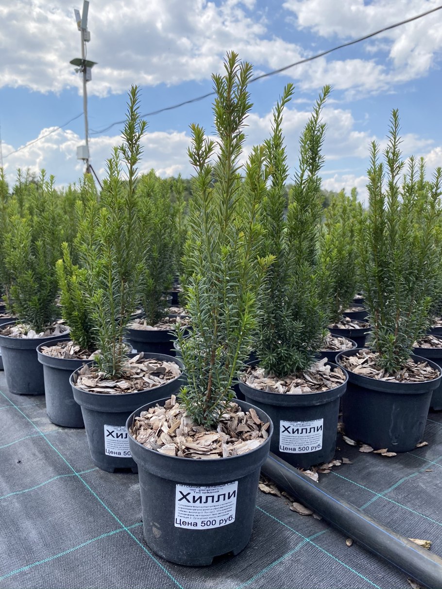 Тисс Хилли зимостойкость