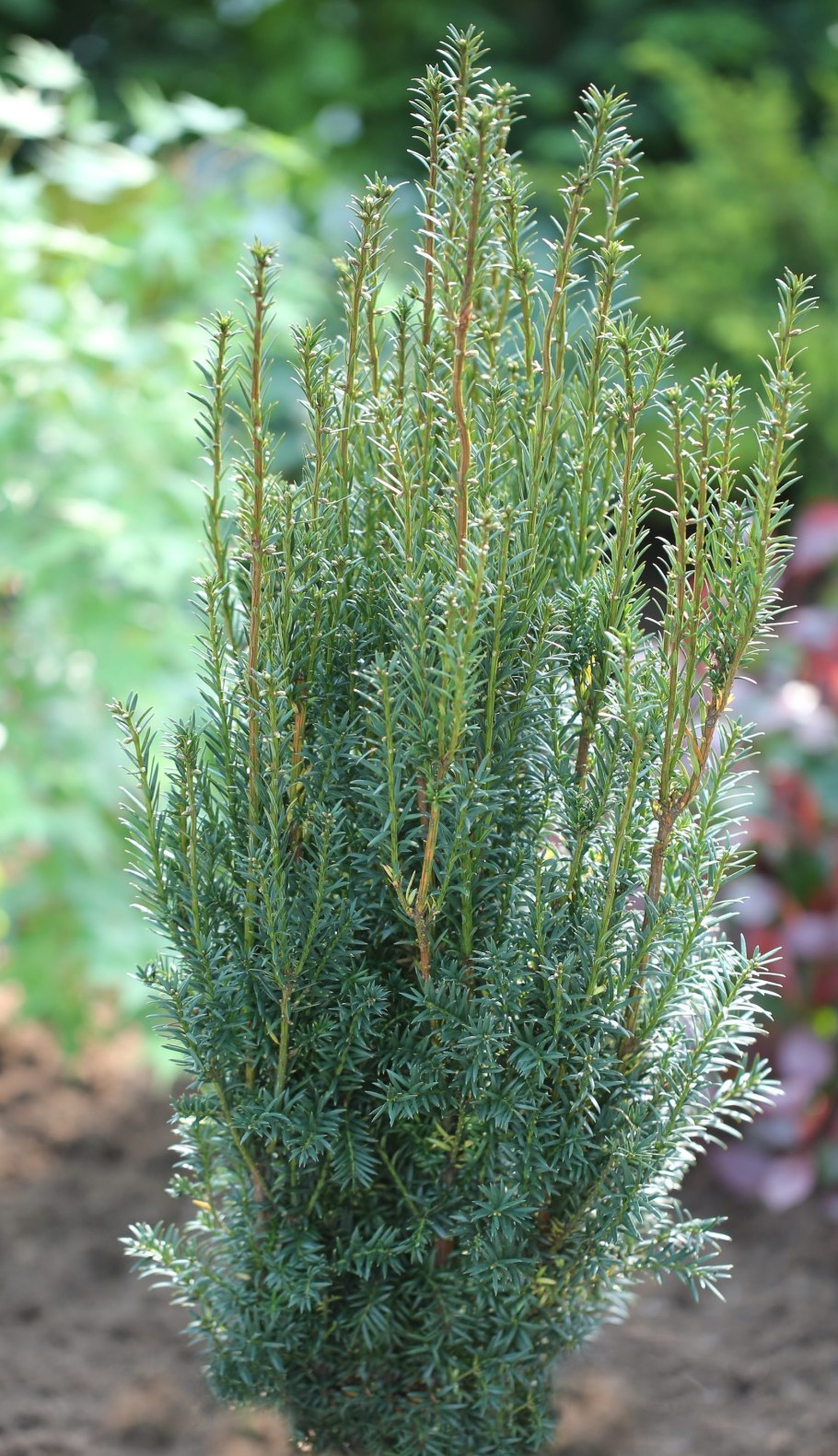 Тис средний Hicksii