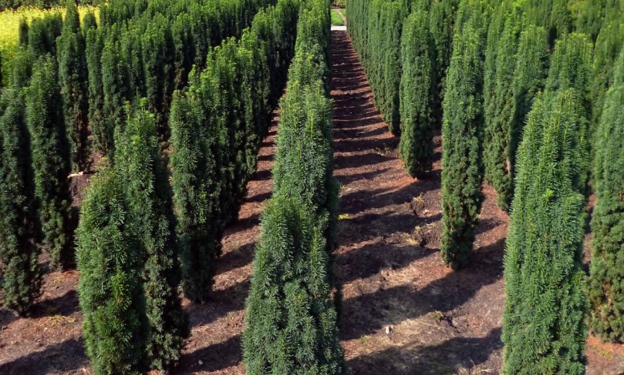 Тис средний Taxus Media Groenland