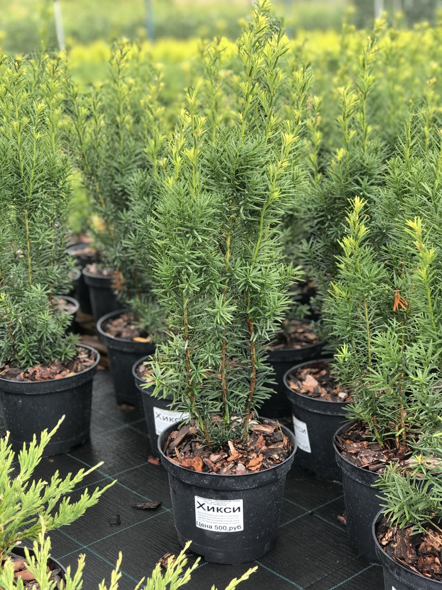 Тис Хилли в ландшафтном