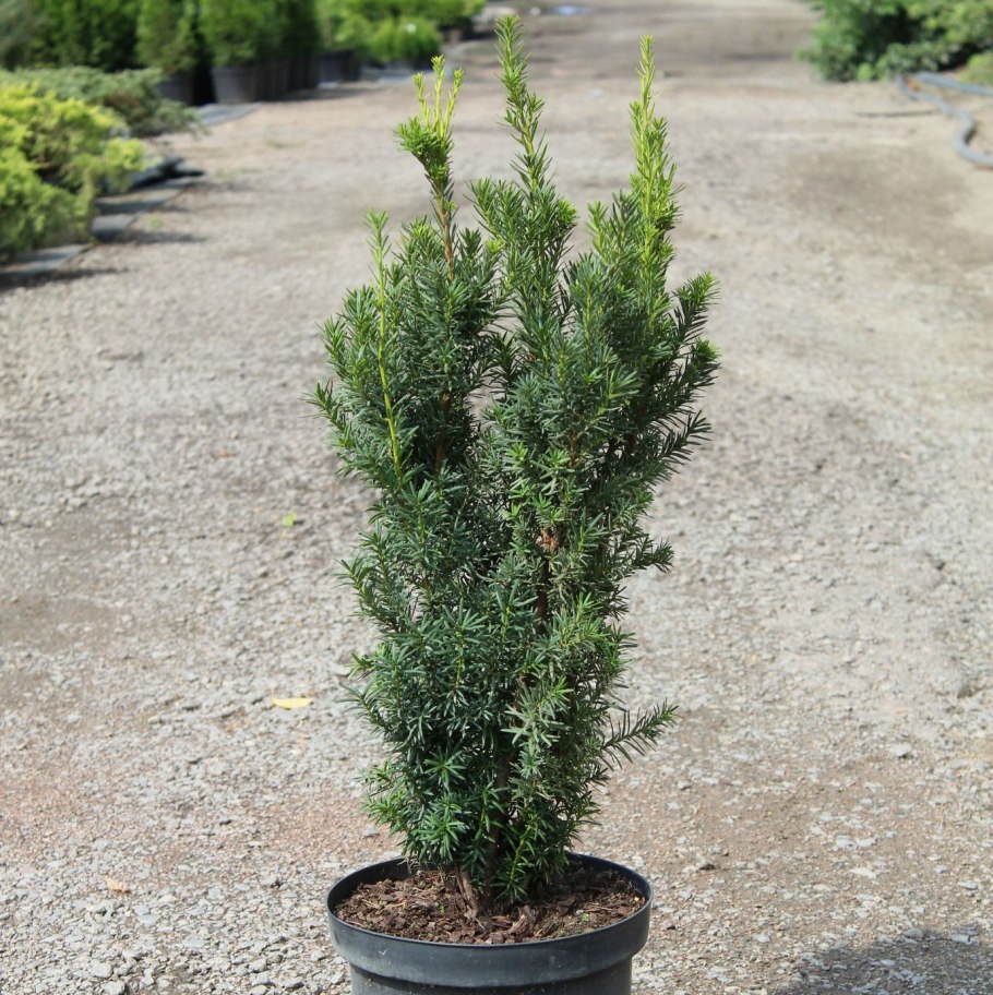 Тисс средний Hillii