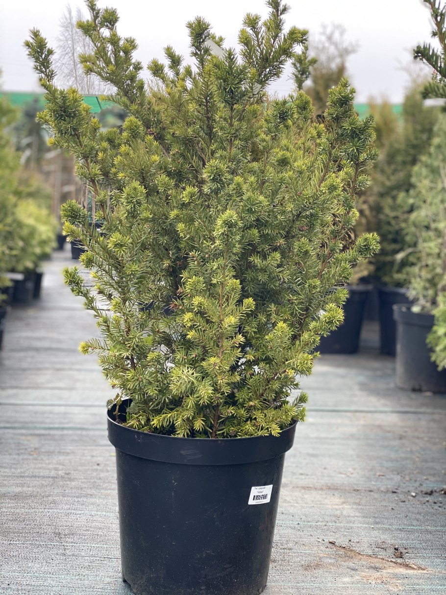 Тис средний Taxus Media Hicksii c2 40-50