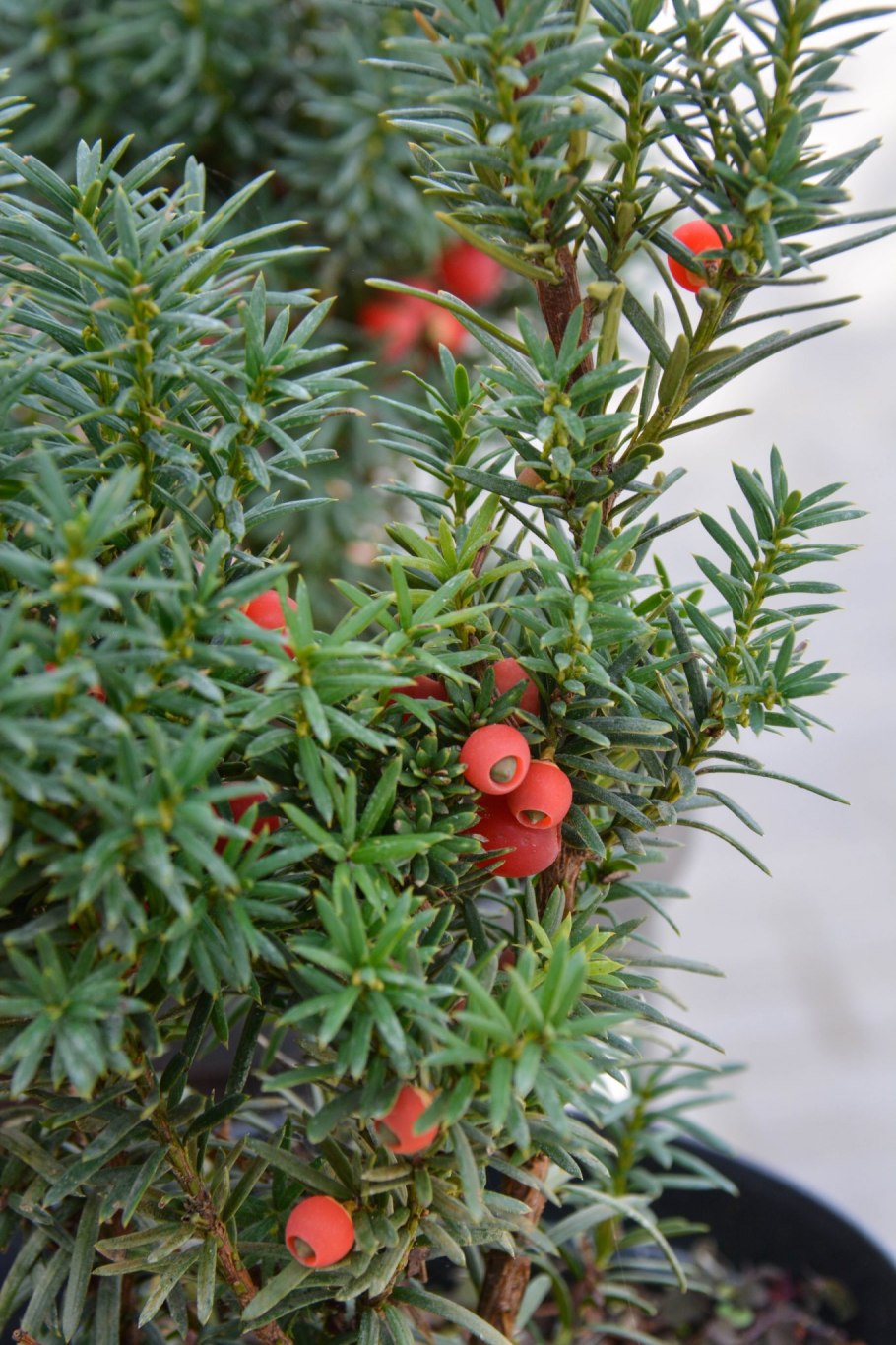 Тисс средний Хикси (р9)