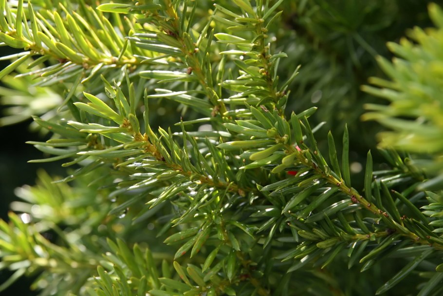 Тисс Taxus Media Hillii