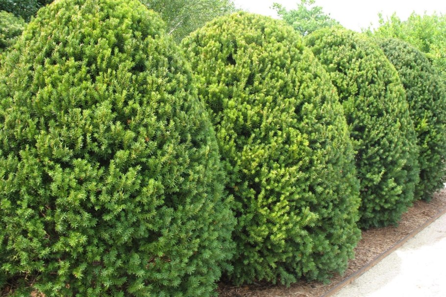 Тис средний Войтек