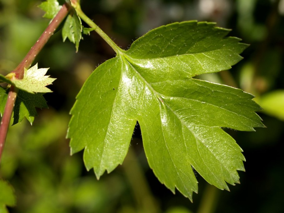 Боярышник зеленомясый (Crataegus