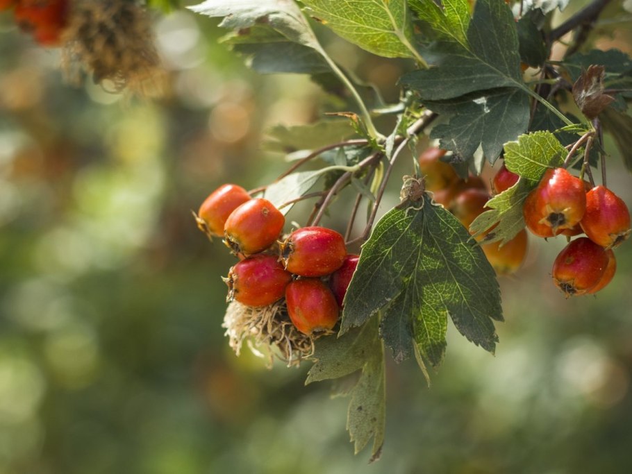 Боярышник Сибирский Crataegus sanguinea