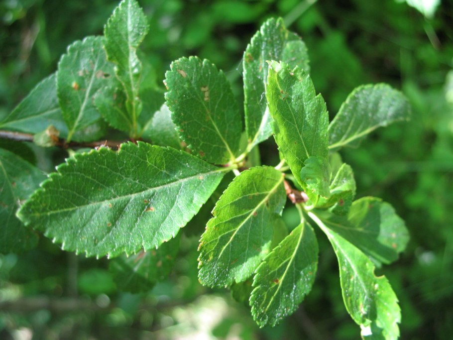 Crataegus Pontica