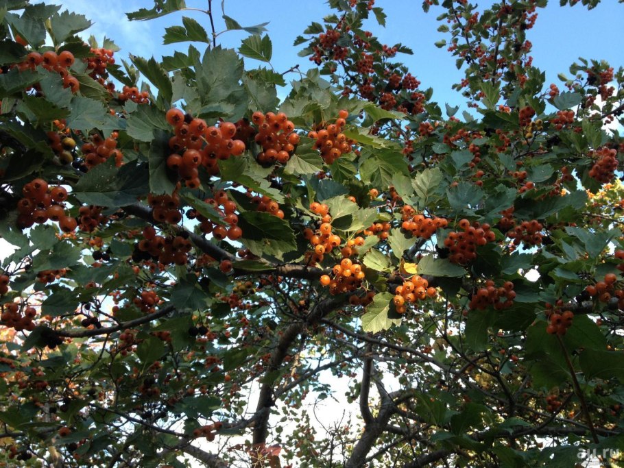 Плодовые дикорастущие растения, кустарники Алтая, вишня