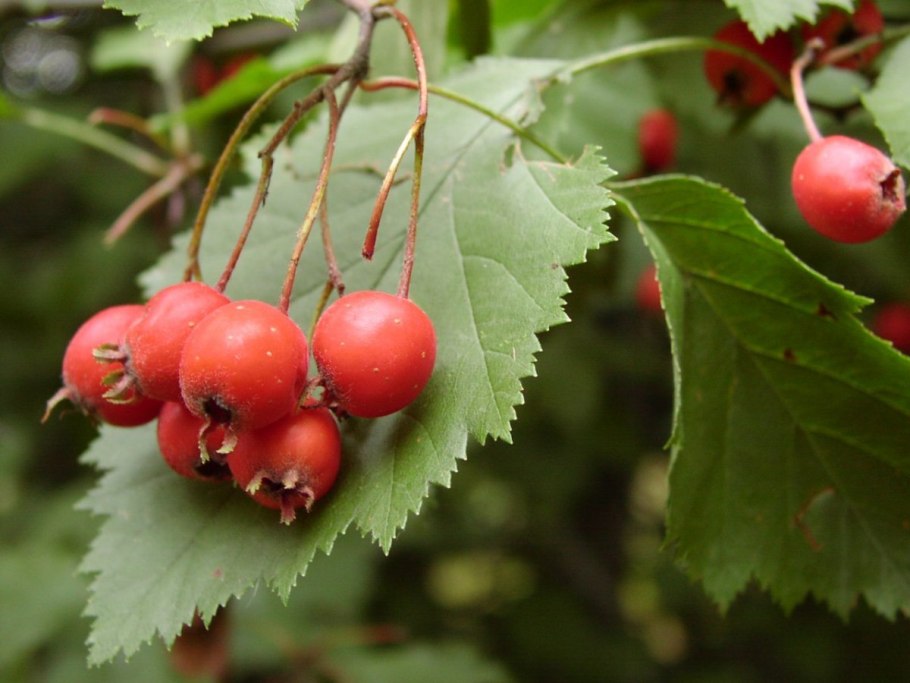 Боярышник Дугласа Crataegus douglasii