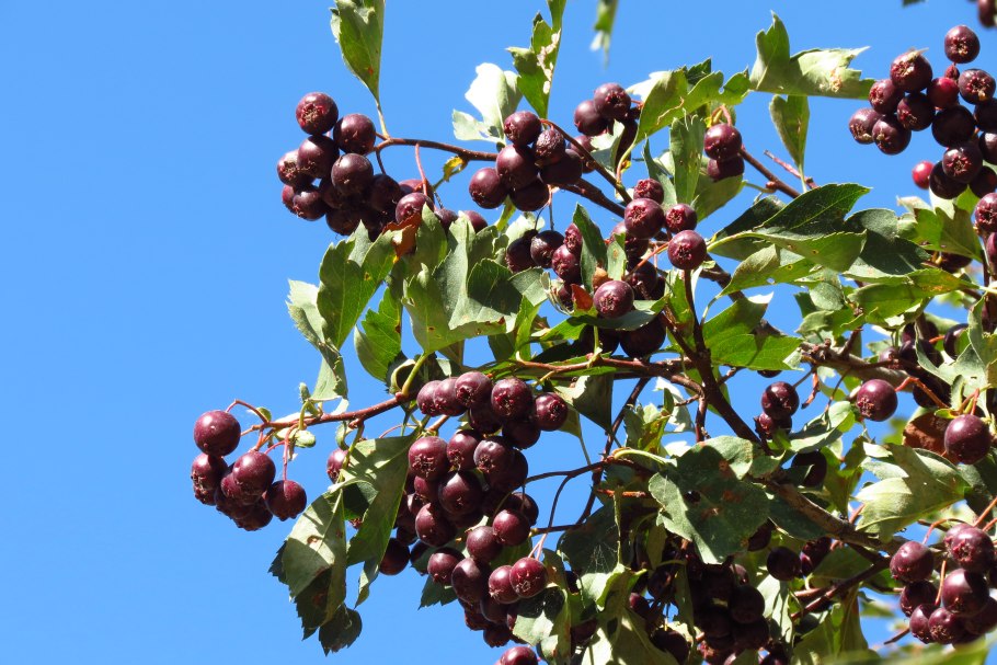 Боярышник Дугласа Crataegus