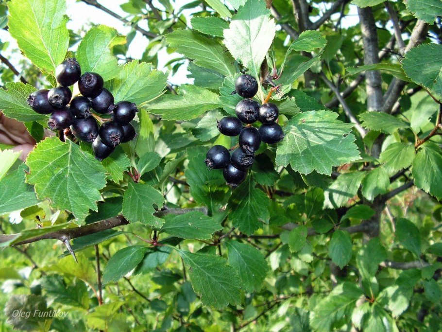 Боярышник Дугласа Crataegus