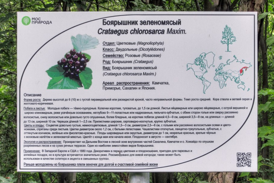Боярышник зеленомясый (Crataegus chlorosarca)