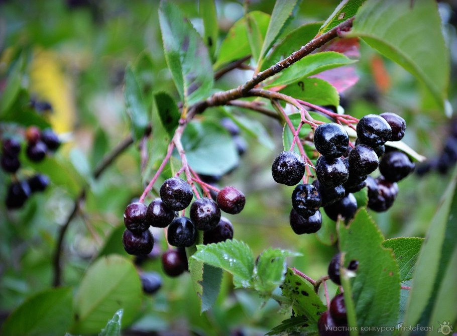 Crataegus douglasii