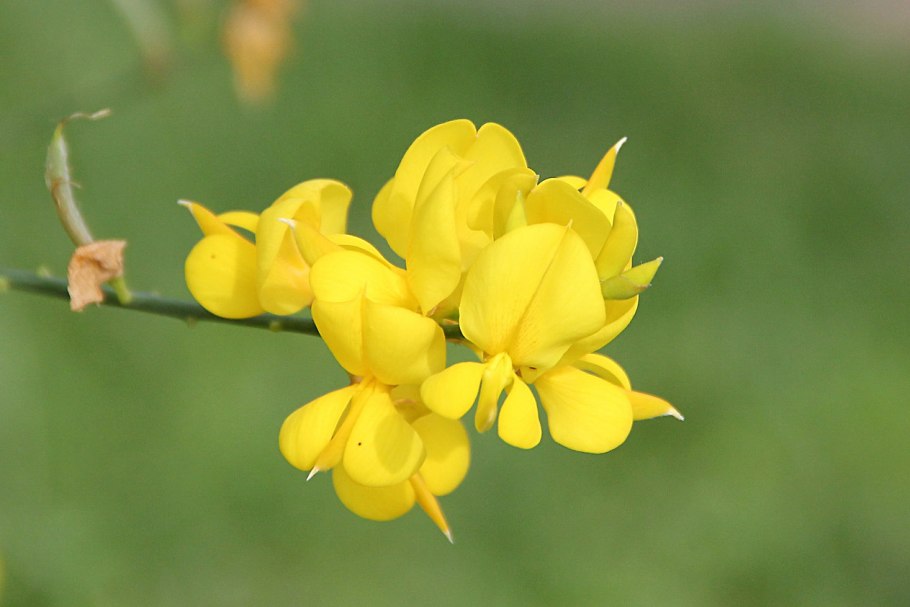 Испанский Дрок растение