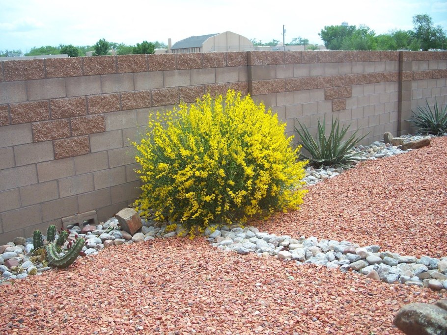 Дрок красильный (Genista tinctoria)