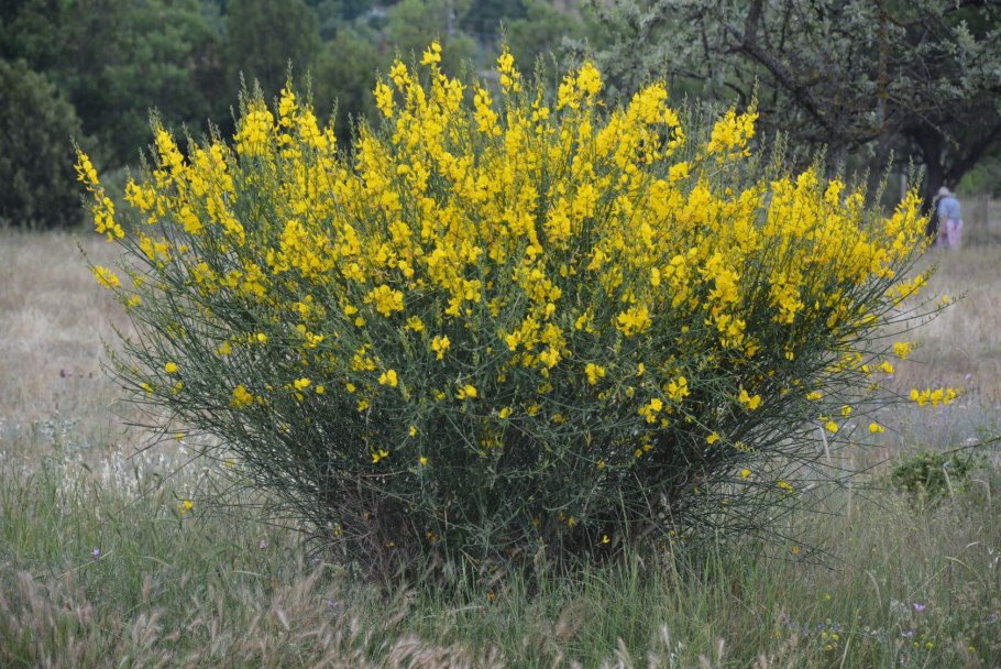 Дрок растение