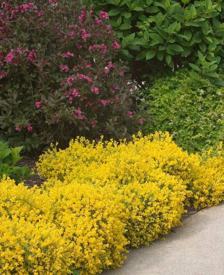 Ракитник австрийский