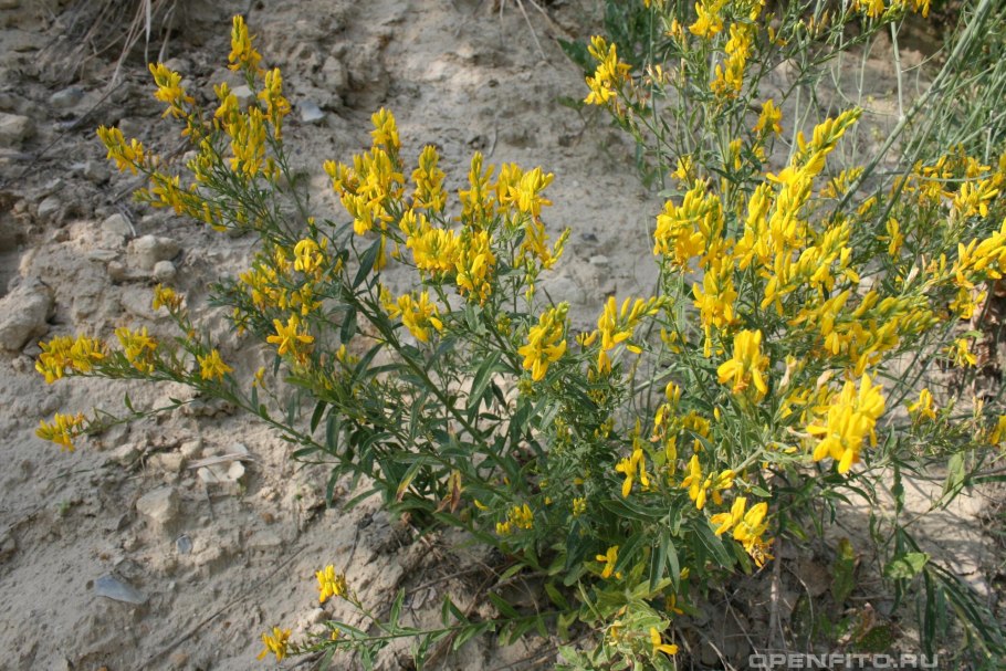 Дрок германский (Genista Germanica)