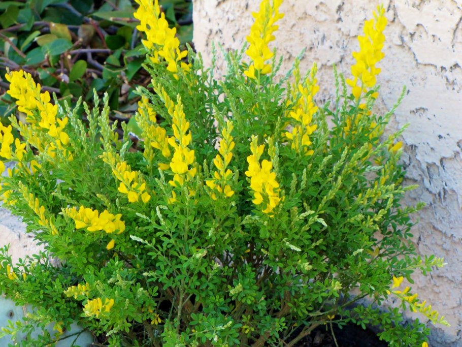 Ракитник русский