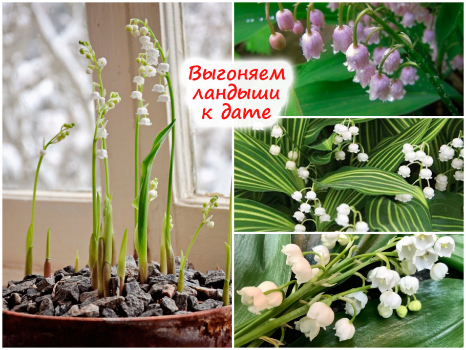 Самоопыление цветковых растений