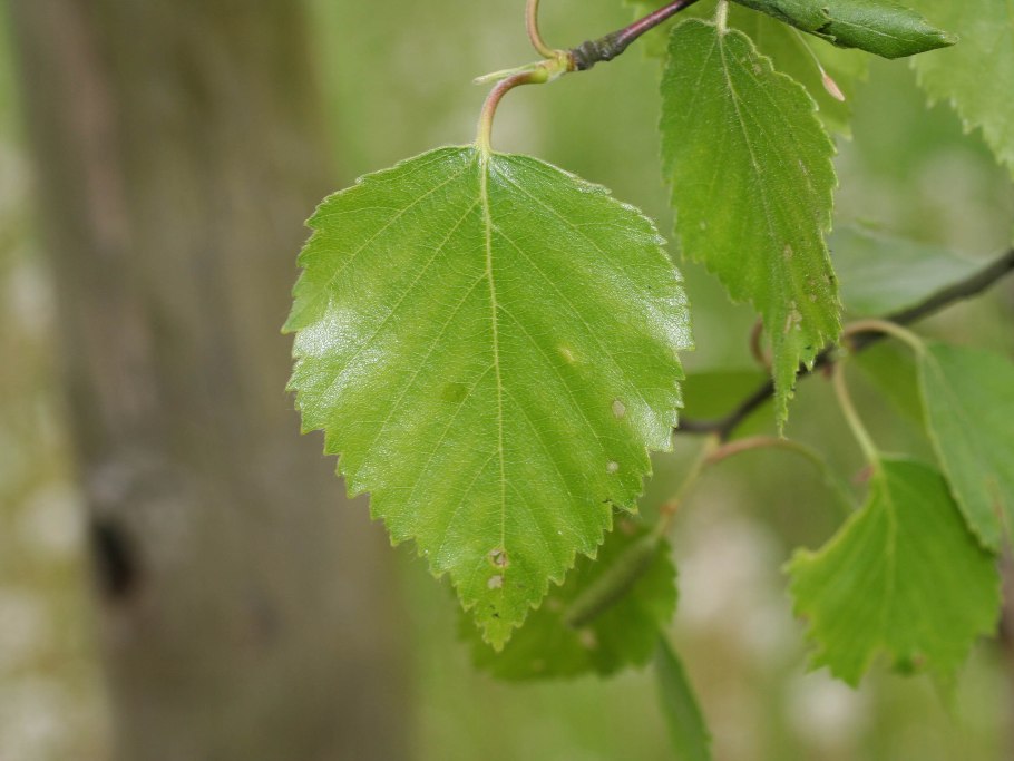 Betula fruticosa