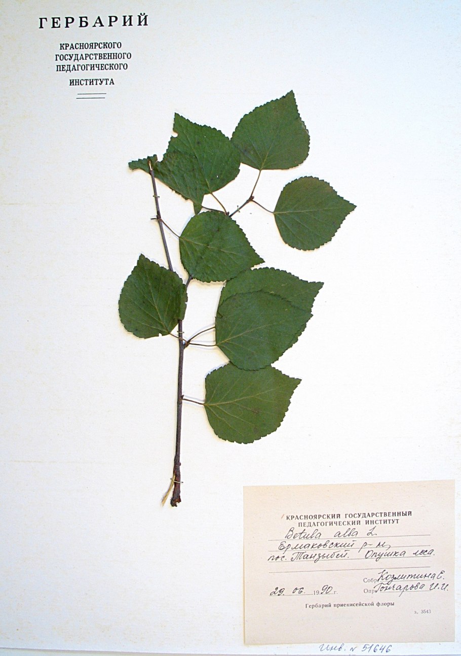 Береза пушистая питомник